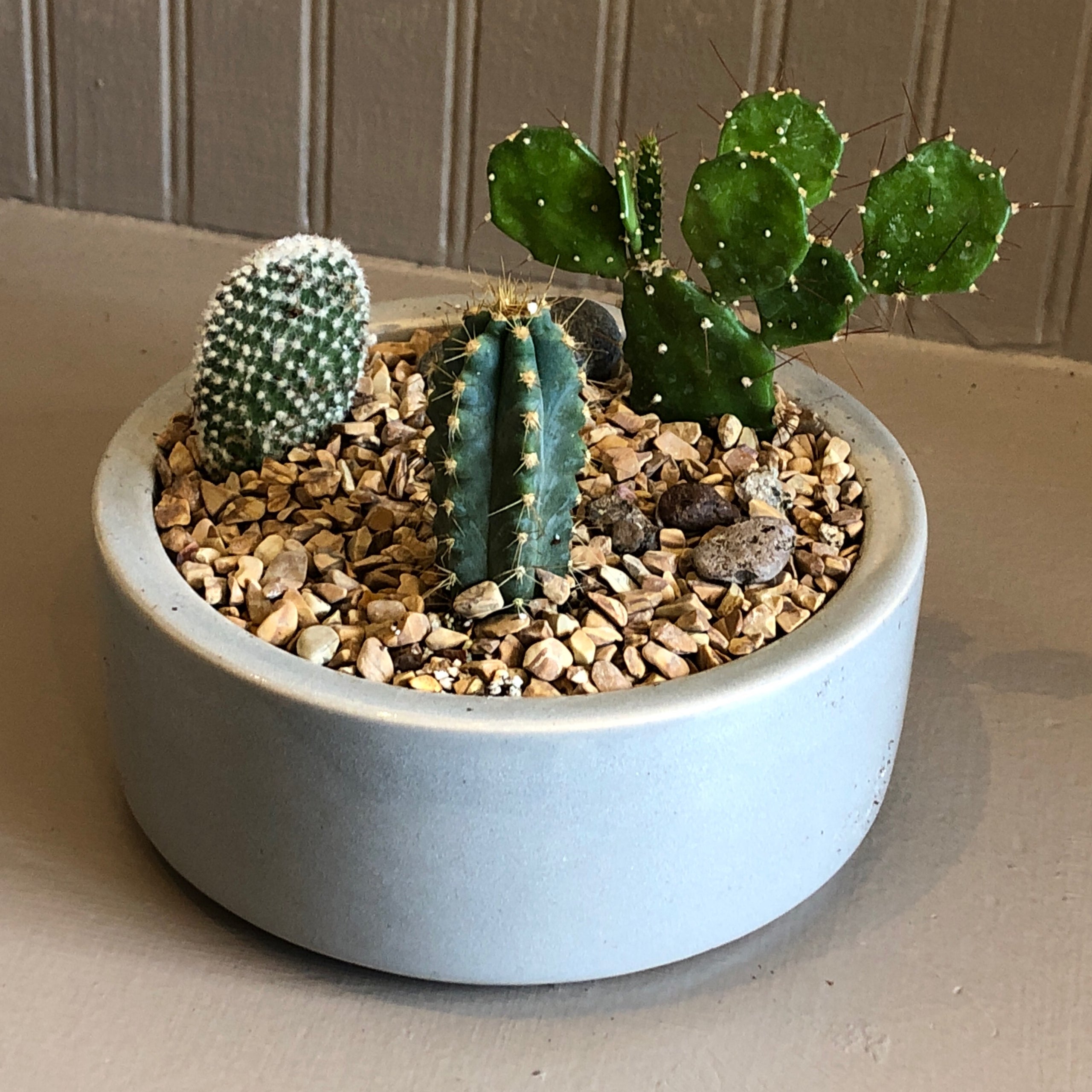 Small cactus garden ceramic planter | Cloud-Hidden Plants - A Unique ...